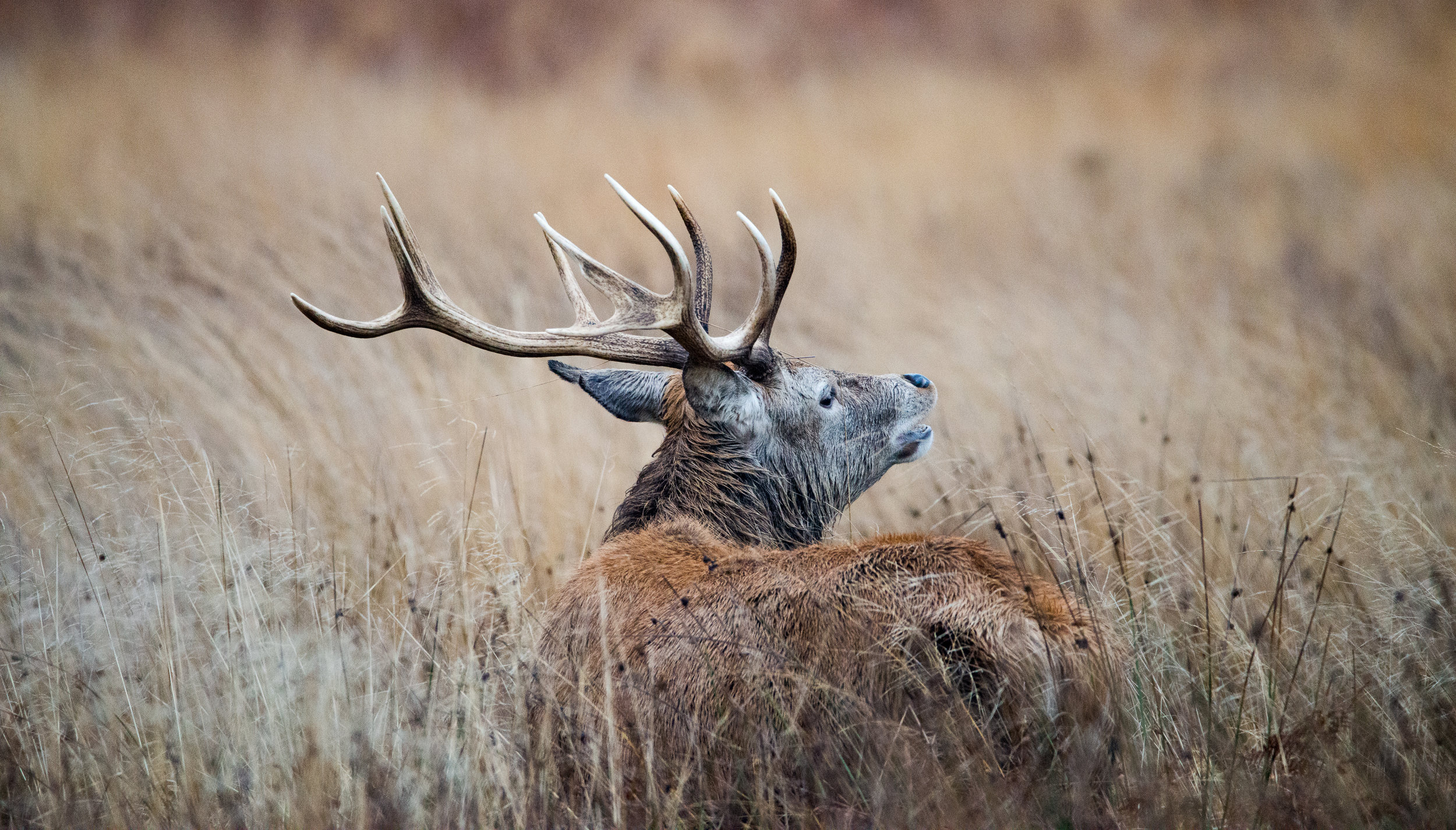 Nature’s soft light – Shooting wildlife using shutter speed priority